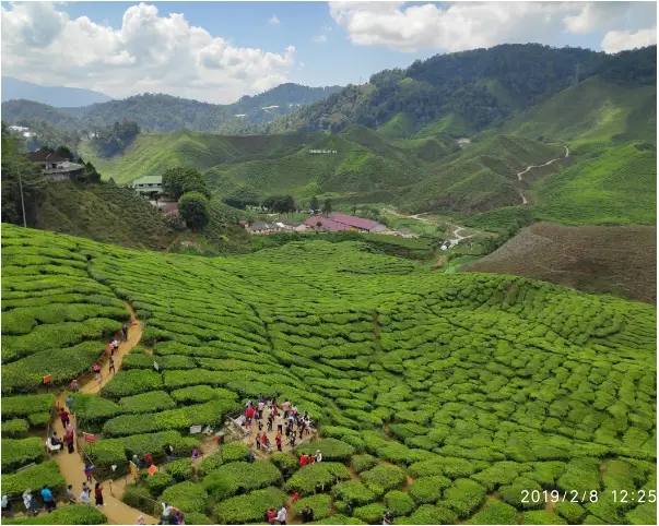 destinations.cameronHighlands
